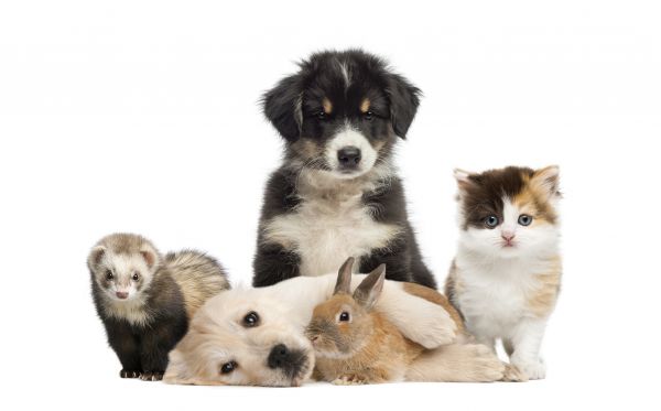 Naples Pets