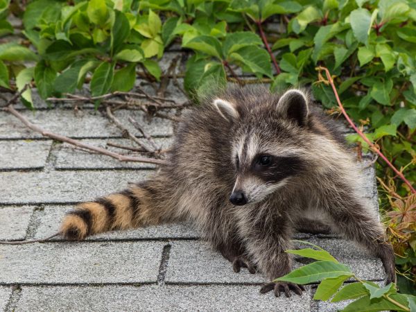 Naples Wildlife Removal