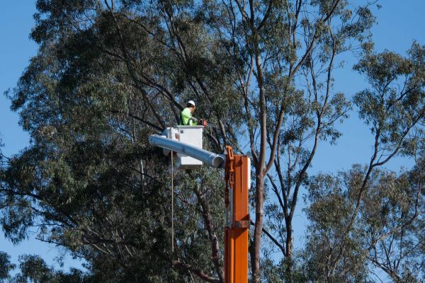 Naples Tree Trimming