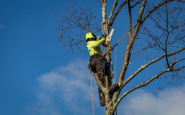 Naples Tree Removal